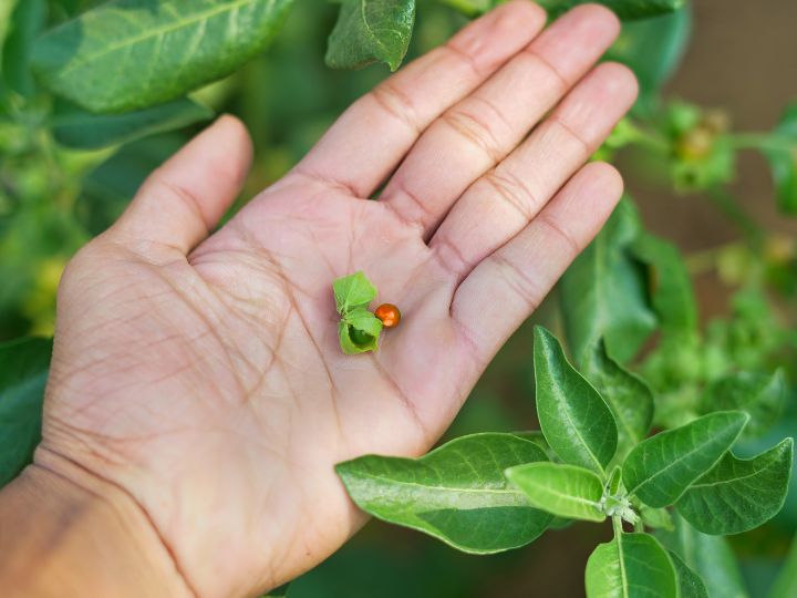 Ashwagandha Dosage Guide