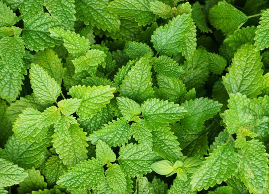 Does Lemon Balm Help You Lose Weight