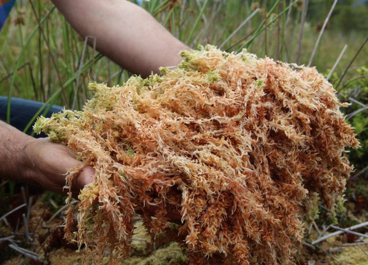 Is Sea Moss Good For You