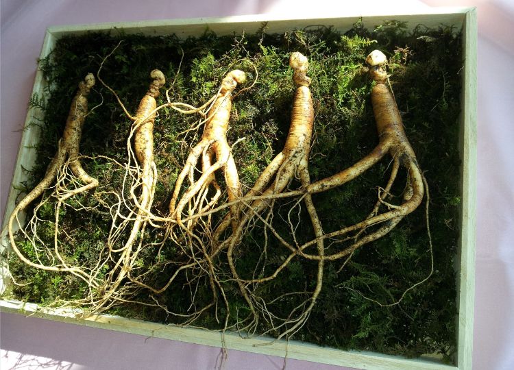 Panax Ginseng Benefits for Energy, Focus, and Overall Wellness