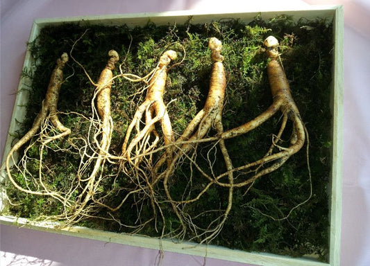 Panax Ginseng Benefits for Energy, Focus, and Overall Wellness