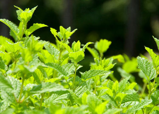 What Is Lemon Balm