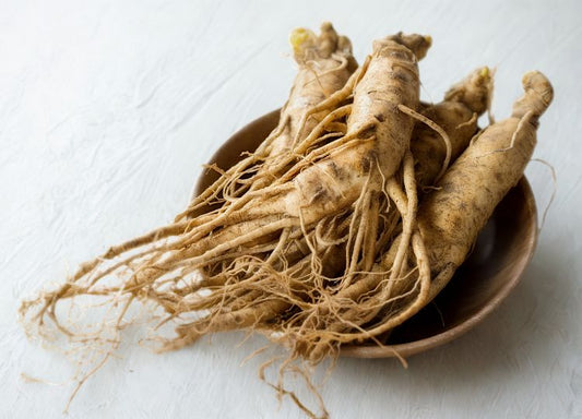 what is panax ginseng